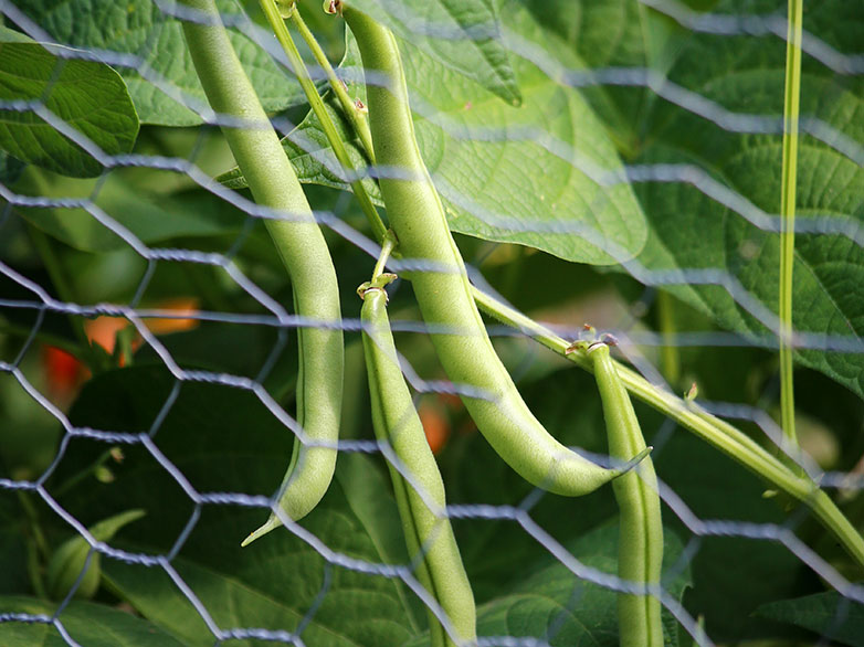 image of a runner bean plant growing onto some garden wire
