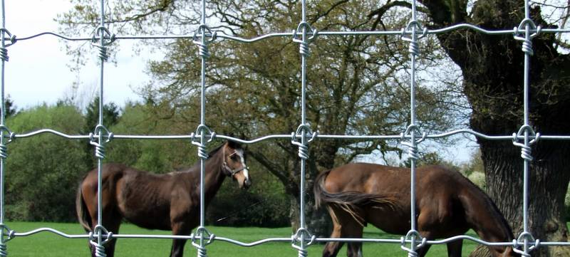 Premium Galvanised Mesh Shown Here