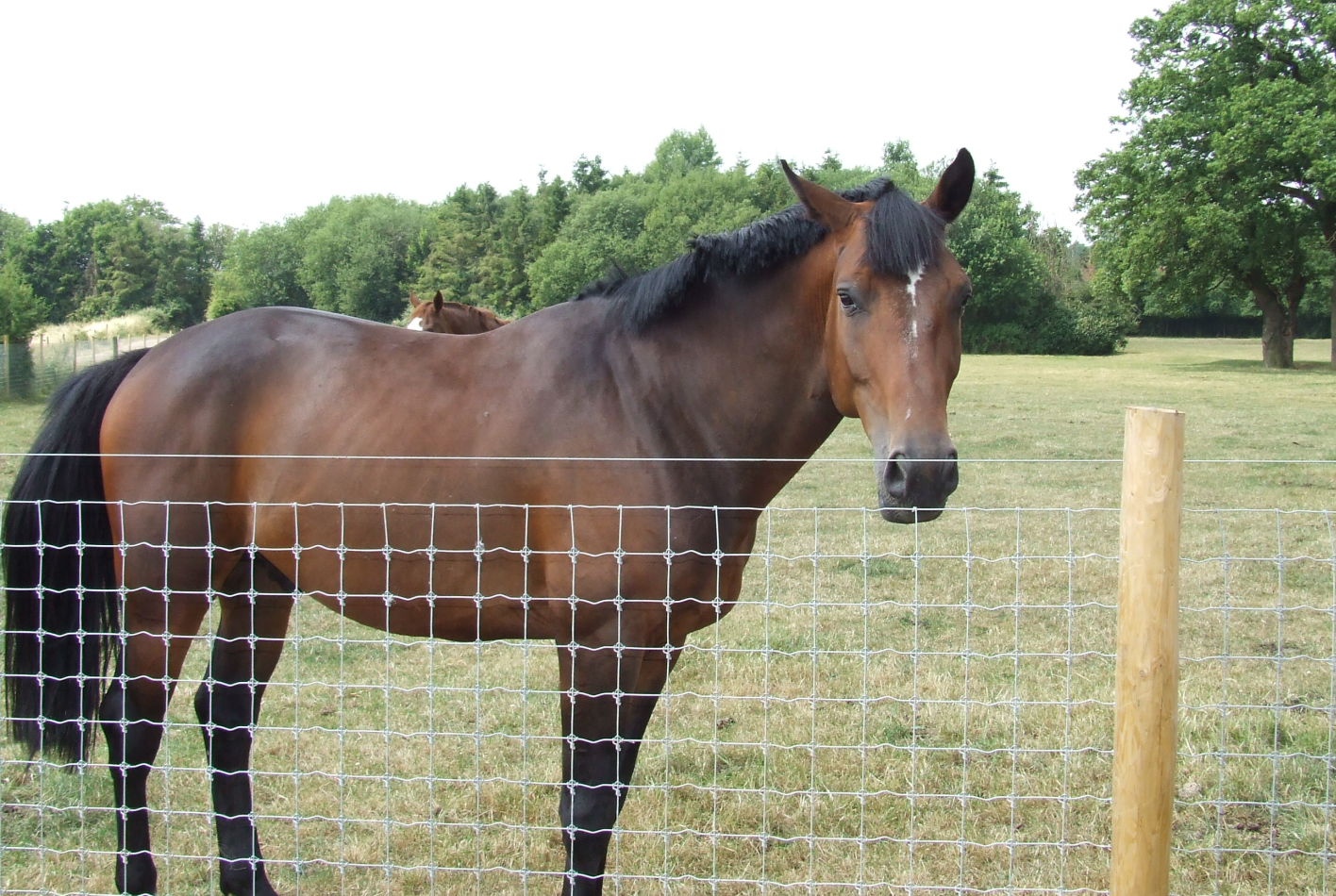 Equestrian Fencing