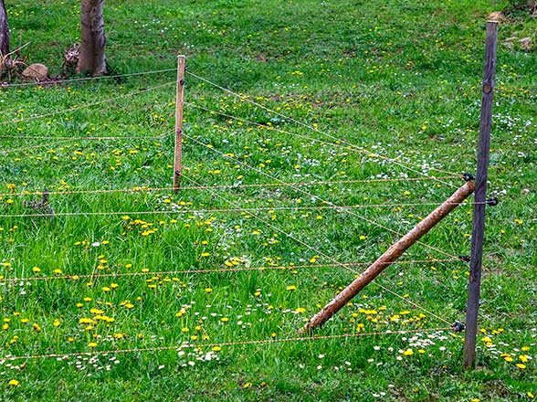 Image of a small animal enclosure secured by electric fencing