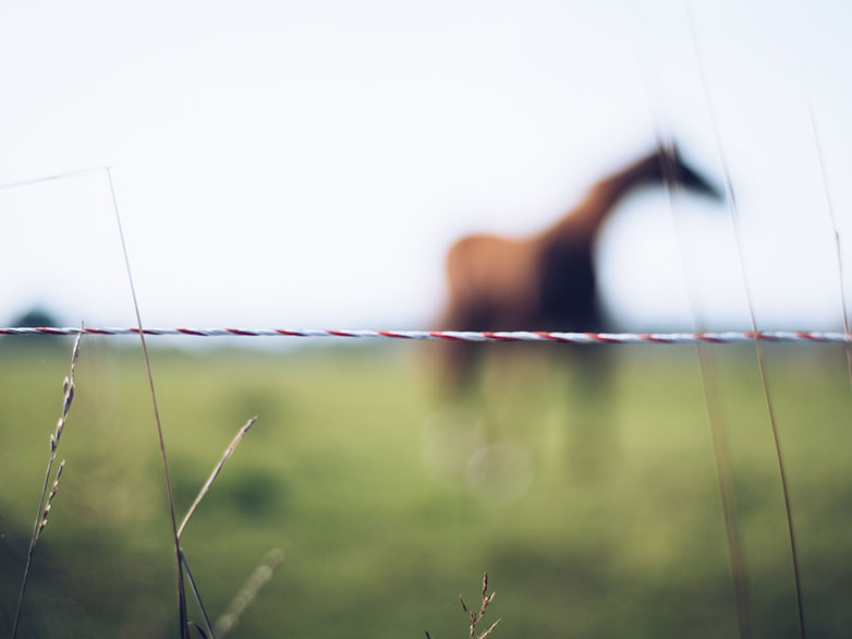 image of electrical fencing with a blurred horse in the background