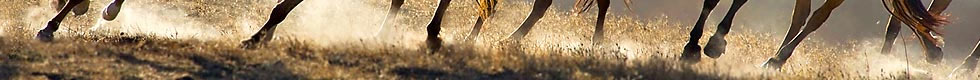 Equestrian Fencing