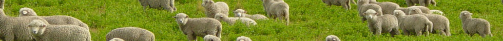 Open Farm Fencing