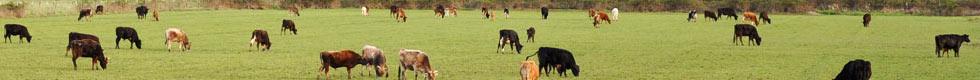 Livestock Fencing