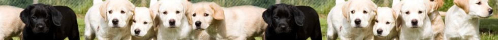 Pet / Smallholder Fencing