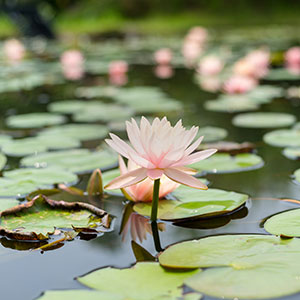 A water  lily growing on a beautiful pond designed and implemented by Farm & Country Fencing in an Essex residential estate.  