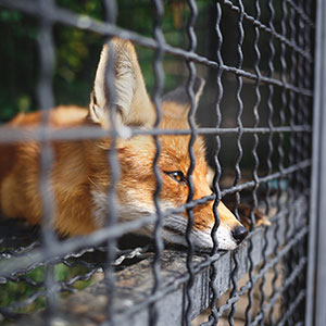 Sturdy and durable predator fencing put in place by Farm & Country Fencing, protecting livestock from opportunist predators and unwanted intrusions. 