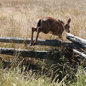 Deer jumping over an ageing fence.