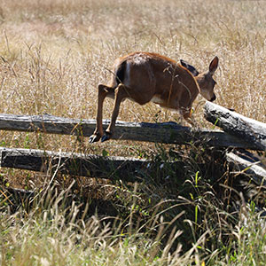 Wildlife Trust Works