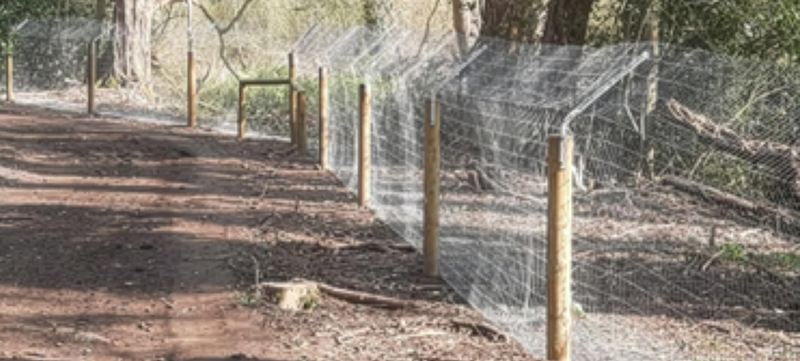 Beaver Fencing Installation in Woodland Habitat