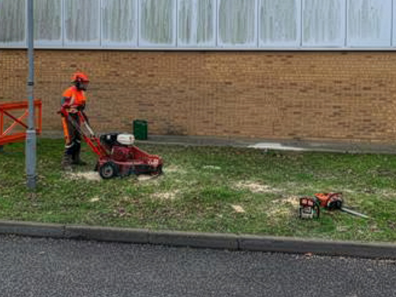 Industrial Estate Oak Tree Removal Project - 4