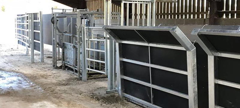 Completed cattle handling system for longhorn cattle