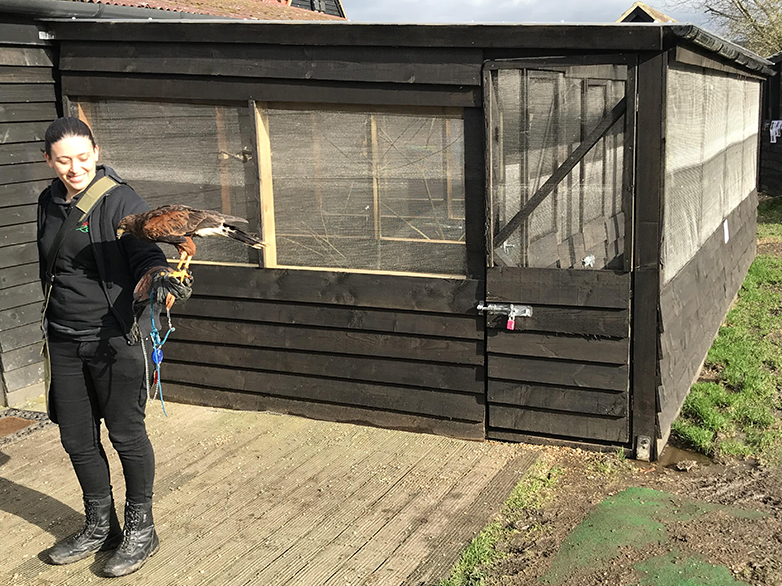 Custom Falconry Enclosure Project - 4