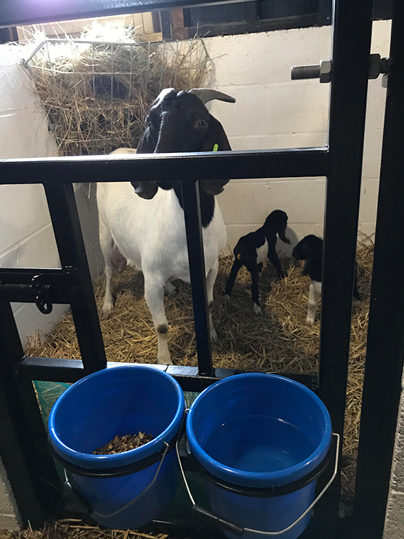 Custom Goat Pen Part 3 Project - 6