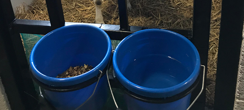 Completed custom goat pens with indoor and outdoor areas