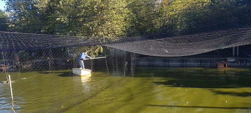 Pond netting system installed to protect rare breed ducks