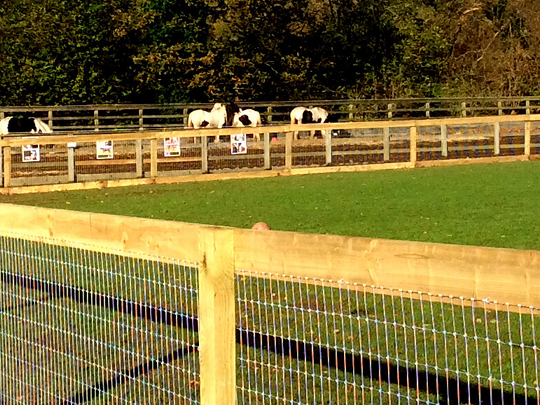 Local Horse Sanctuary Fencing Project Gallery 6