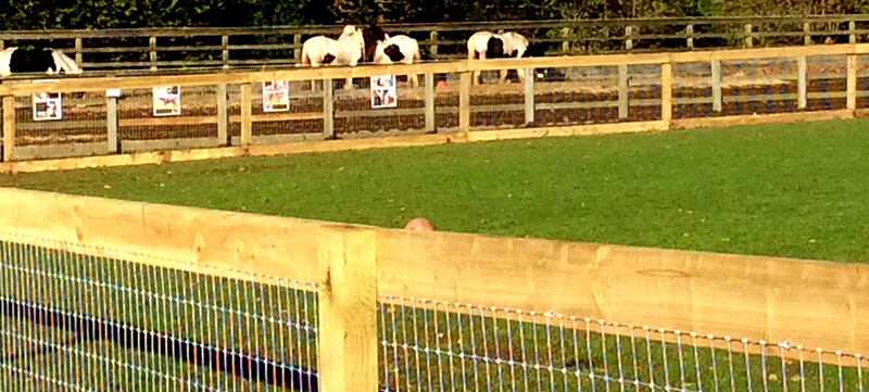 Creosoted Post and Horse Net Fencing for Sanctuary