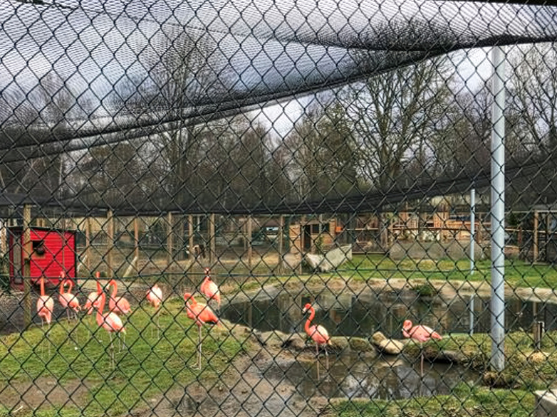 Flamingo Enclosure - 2