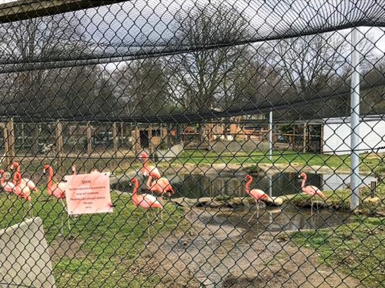 Flamingo Enclosure - 4