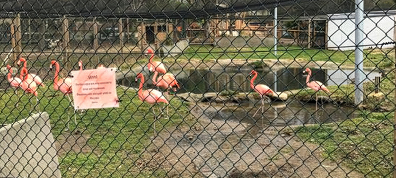 Flamingo enclosure built for wildlife habitat