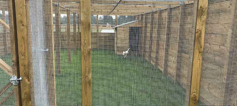 Large dog run with full height kennel