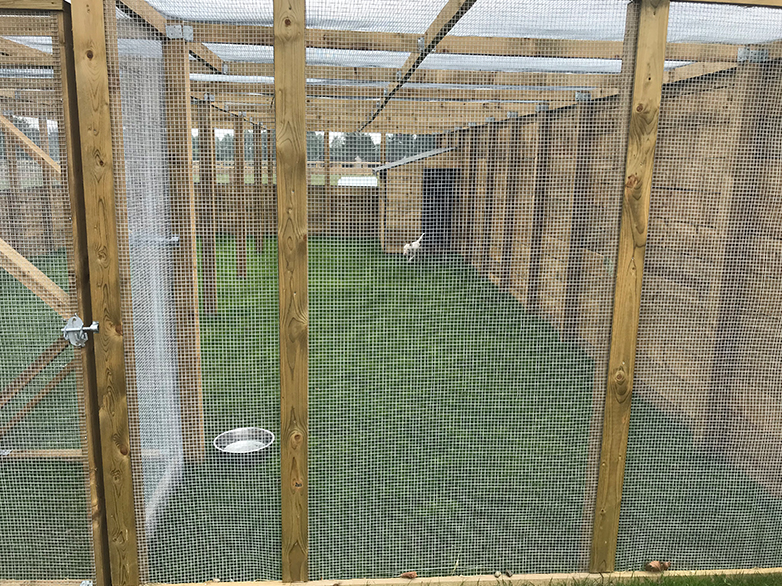 Large mesh clad dog run with kennel