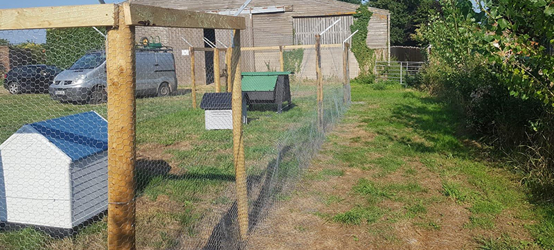 Poultry enclosure with galvanised mesh fencing