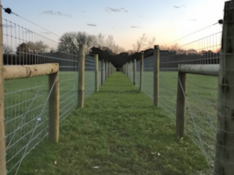 Horse Grazing Compartments - Chelmsford - 2