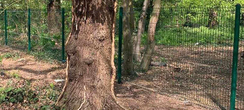 V Mesh Fencing in Woodland Area