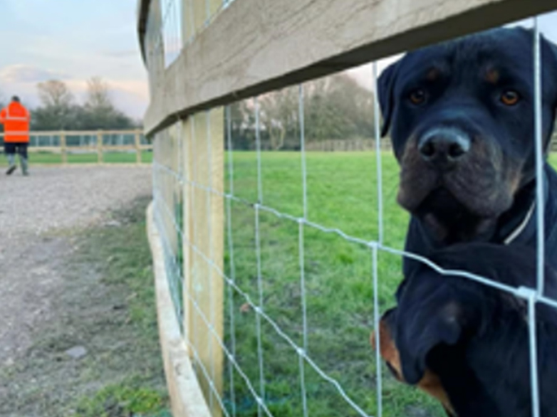 Stock Fencing for Dog Paddock - 7