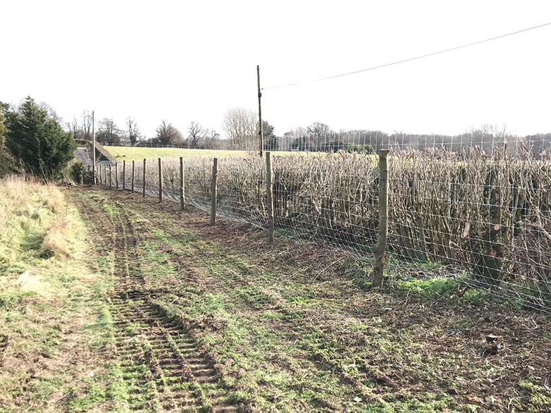 Deer Fence on Chestnut Posts - Suffolk Estate - 3