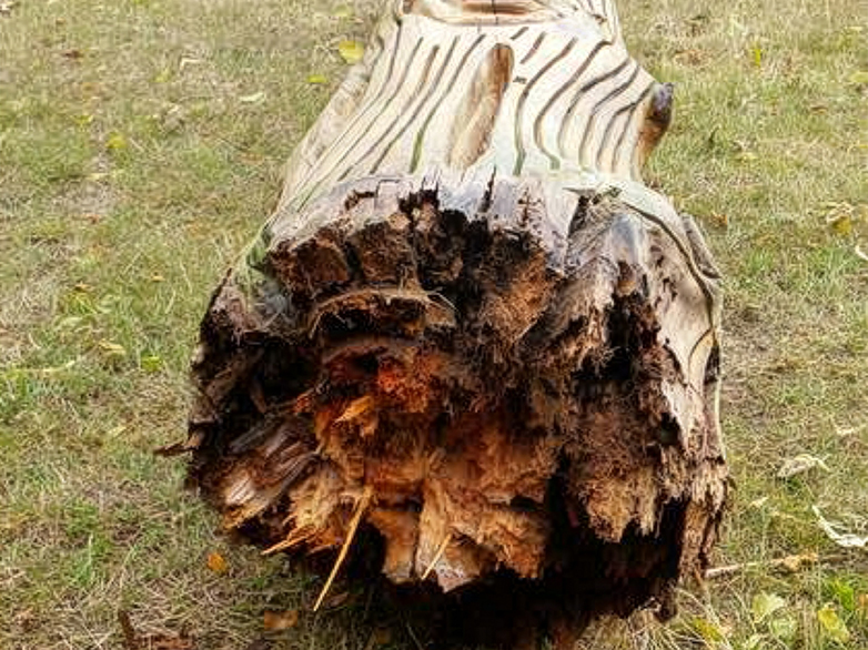 Totem Poles - Cottons Park Project - 1