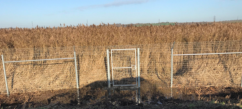 Predator-Proof Fence Installed on RSPB Reserve Wetland