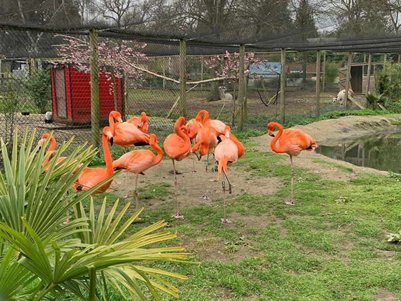 Margay enclosure with hygiene wall cladding installed at zoo