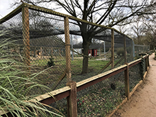 Flamingo Enclosure