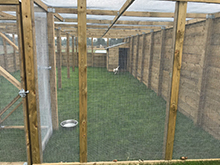 Large Dog Run
