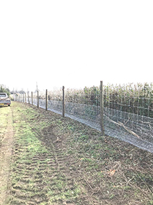 Deer Fence On Chestnut Posts