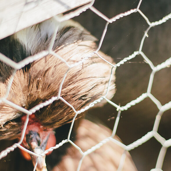 Image of Netting 2
