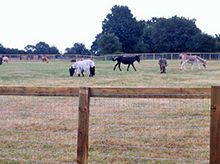 Horse Safe Fencing - Update