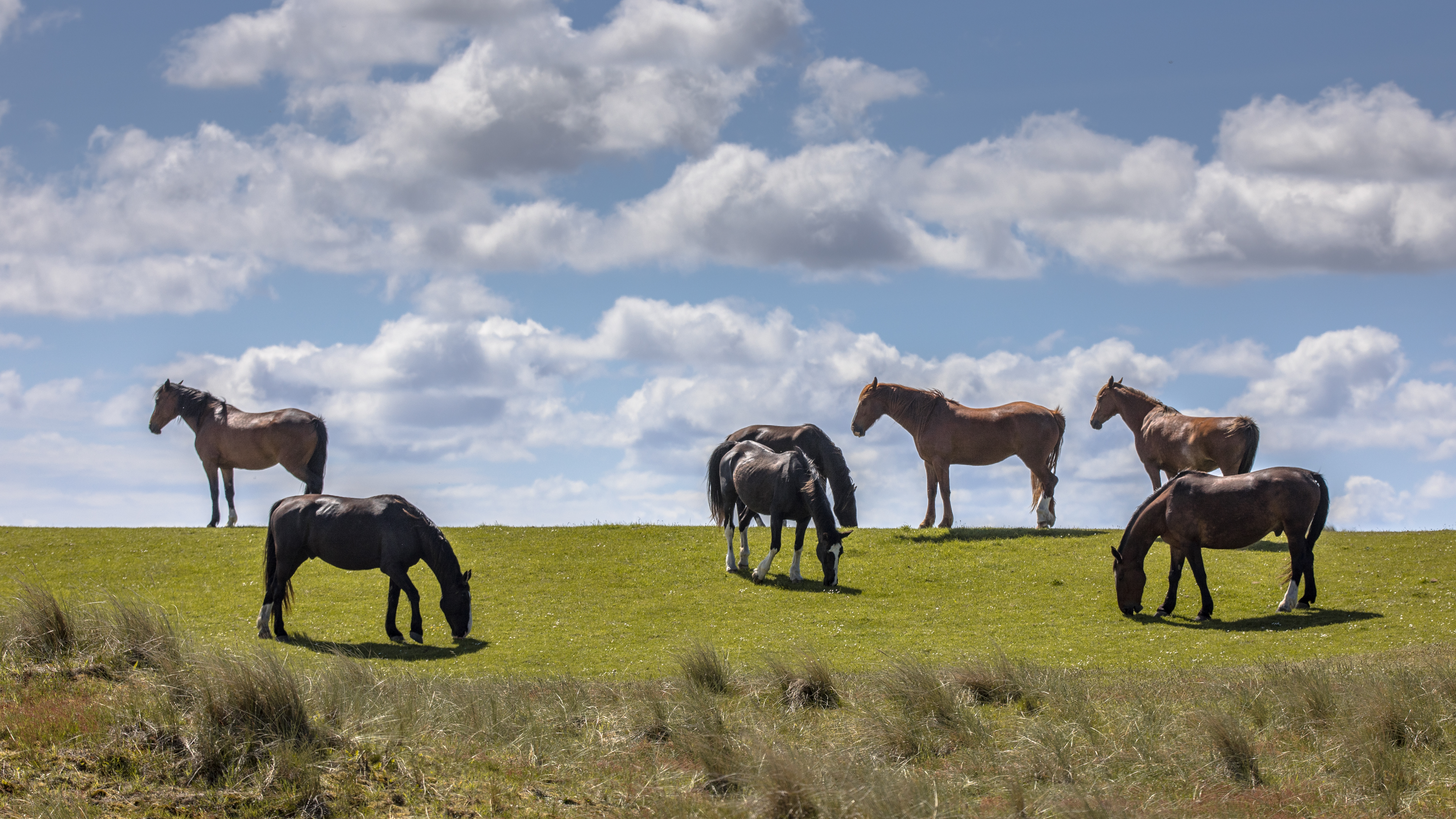 Image of wild horses grazing